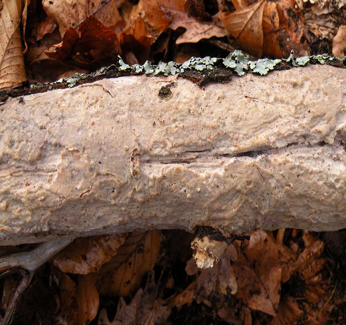 Vuilleminia comedens